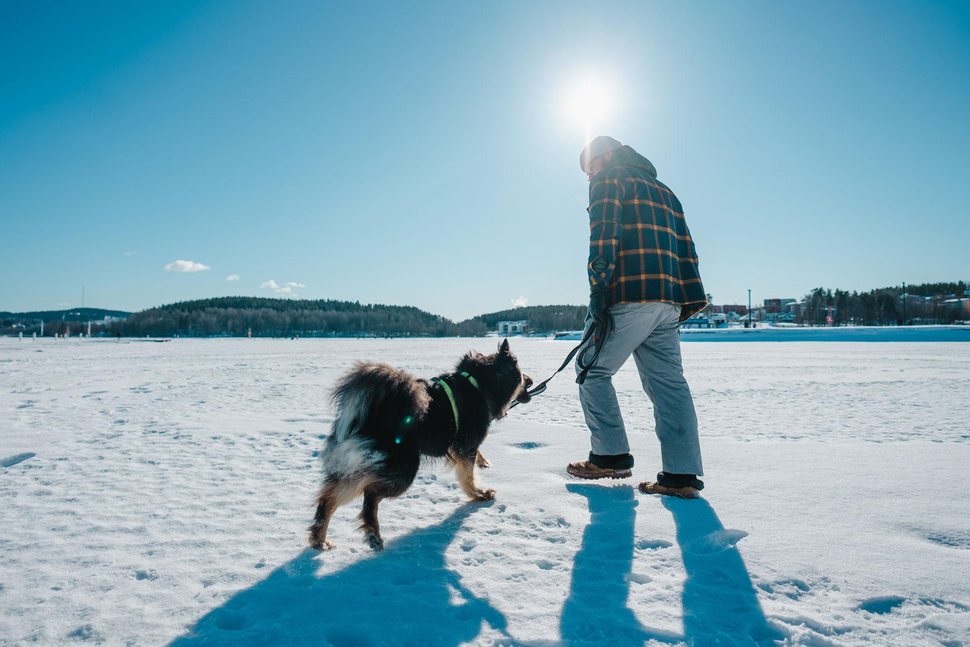 Kuvassa on mies koiran kanssa järven jäällä. Aurinko paistaa kirkkaalta taivaalta.